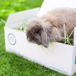 The Benefits of Timothy Hay for Small Animals