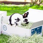 Timothy Hay and Gut Health for Small Animals: Happy Tummies