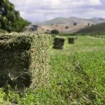 Creative Ways to Feed Timothy Hay to Small Pets: Tips from Ward Rugh