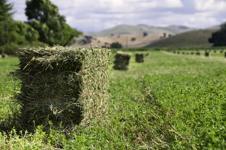 Read more about the article Creative Ways to Feed Timothy Hay to Small Pets: Tips from Ward Rugh